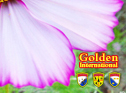 Golden Int'l Daily Actions Lesson  1